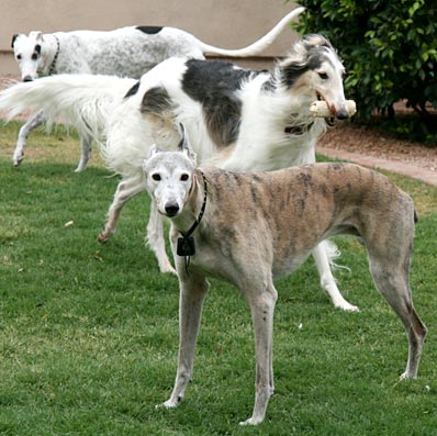 Greyhound White