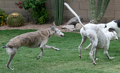 Peaches, Jack, Sergei
