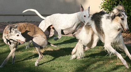 Peaches, Jack, Sergei