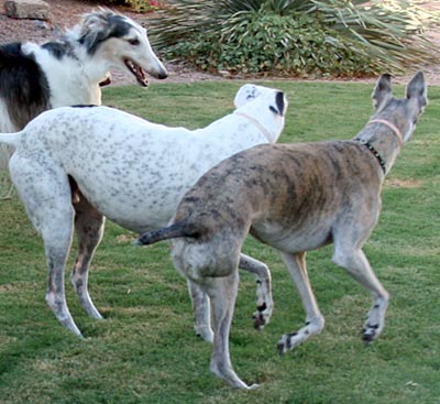 Peaches, Jack, Sergei