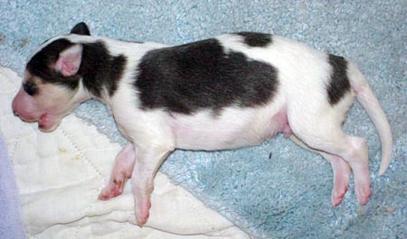 1 week old