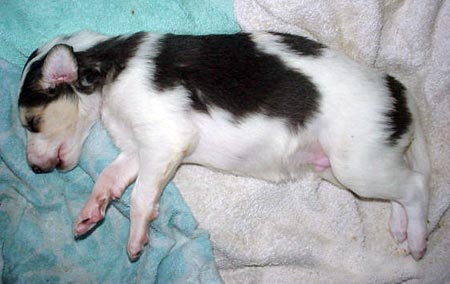 3 weeks old