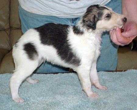 4 weeks old