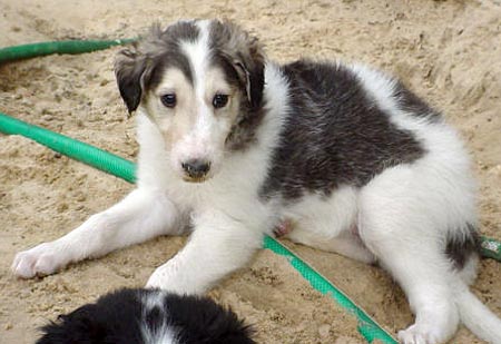 6 weeks old
