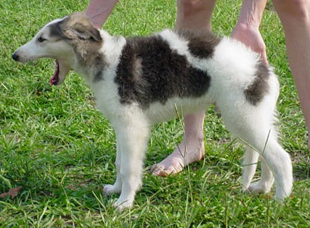 9 weeks old