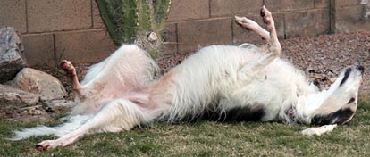 Rolling on the lawn