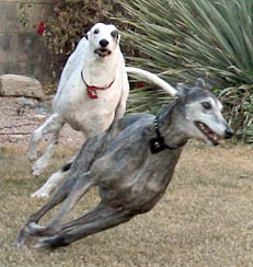 Jack chasing BJ