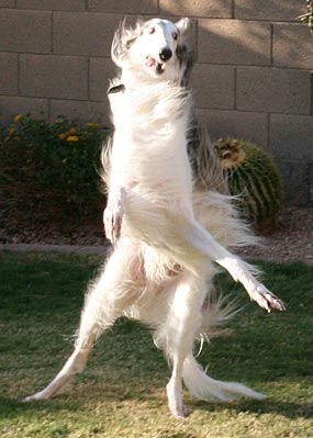 Sergei