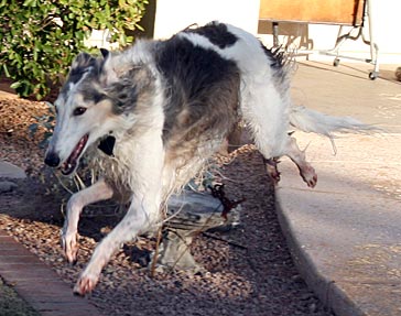 Sergei