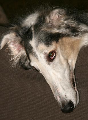 Sergei
