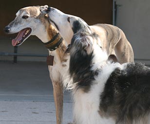 Dash and Sergei