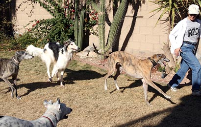 Julia and hounds