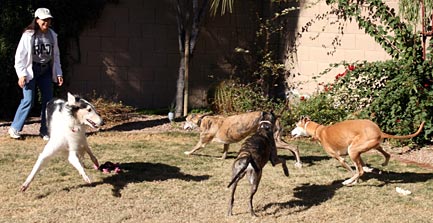 Julia and hounds