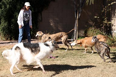 Julia and hounds