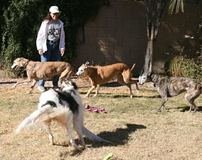 Julia and hounds