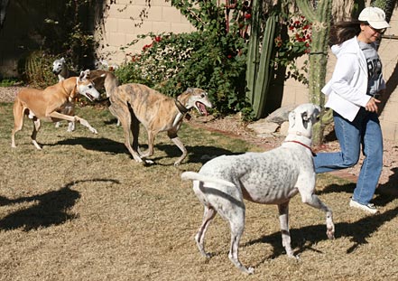 Julia and hounds