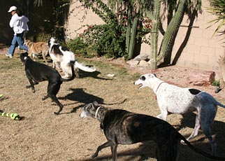 Julia and hounds
