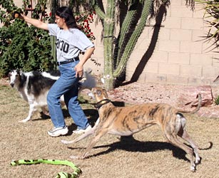 Julia and hounds