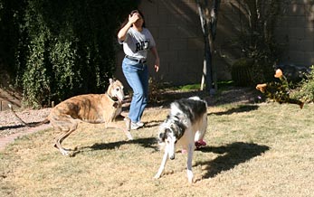 Julia and hounds