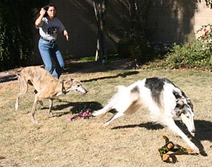 Julia and hounds