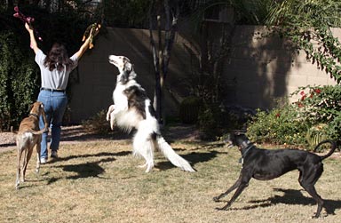 Julia and hounds