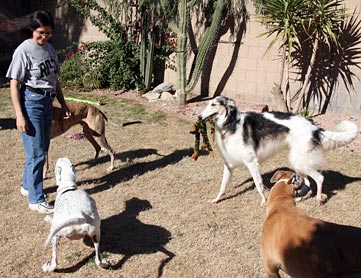 Julia and hounds