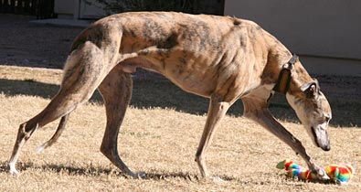 Dash