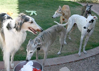 The pack