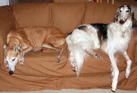 Cooper and Sergei