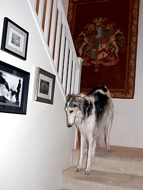Sergei