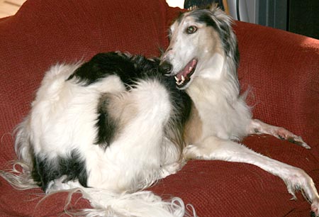 Sergei