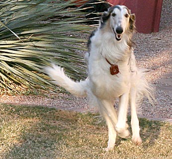 Sergei