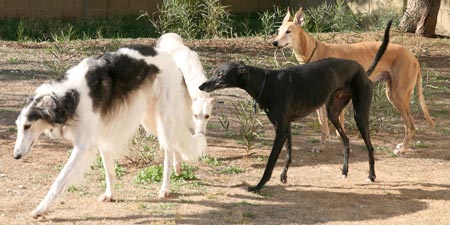 Sergei, Ghillie, Wesley, and Fox