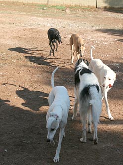 Sergei and his extended pack