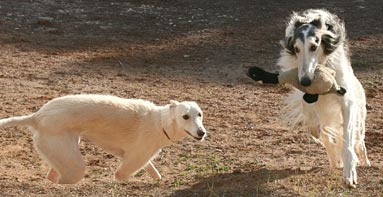 Sergei and Ghillie