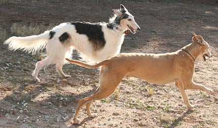 Sergei and Fox