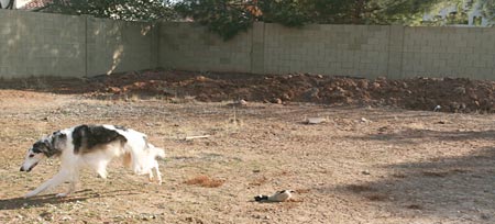 Sergei in the BIG yard