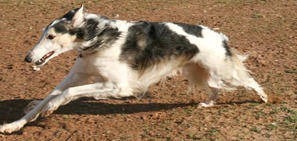 Sergei