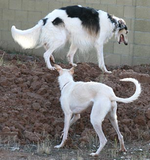 Sergei and Ghillie