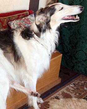Sergei