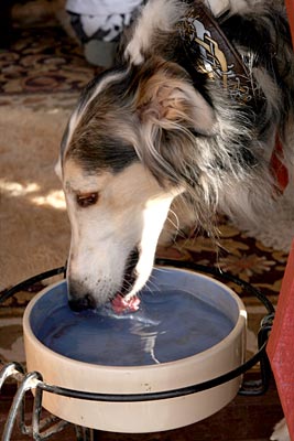 Sergei drinking