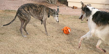BJ, pumpkin toy, and Sergei