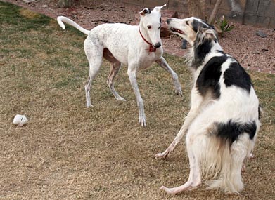 Sergei, Jack, and the ghost
