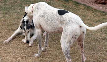 Sergei, Jack, and the ghost