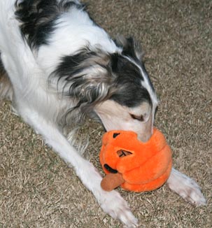 Playing with the pumpkin toy