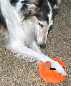 Sergei and the pumpkin toy