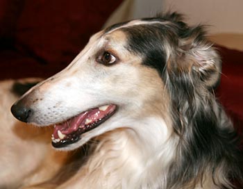 Sergei