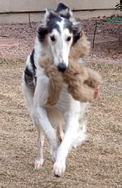 Sergei