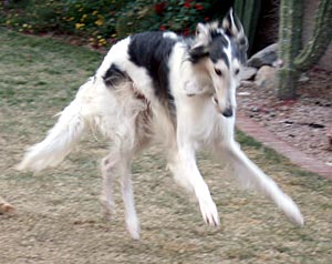 Sergei