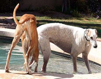 Cooper and Goose in the pool
